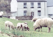 Five sheep left dead after dog attack
