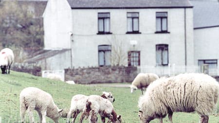 Five sheep left dead after dog attack | wsfp.co.uk 