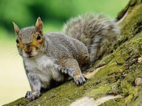 Exmoor Squirrel Project calls for grey squirrels to be eaten 