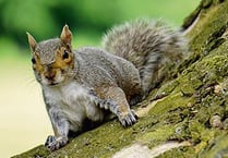 Exmoor Squirrel Project calls for grey squirrels to be eaten 