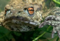 Your help needed to count frogs and toads in Somerset 
