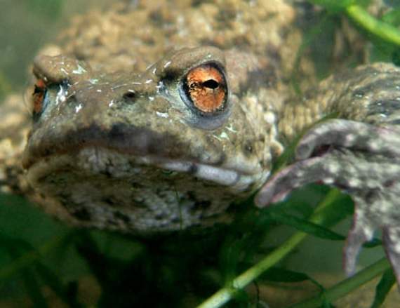 Your help needed to count frogs and toads in Somerset 