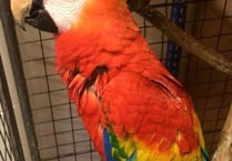 Zoo hunts for  bird’s owner
