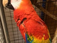 Zoo hunts for  bird’s owner