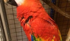 Zoo hunts for  bird’s owner