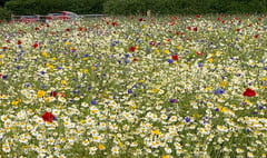 Ken's flower field raises £6000 for Elliot's Touch
