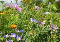 Minehead sites earmarked for wildflower meadows