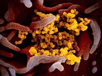 Coronavirus in Somerset
