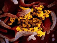 Coronavirus in Somerset
