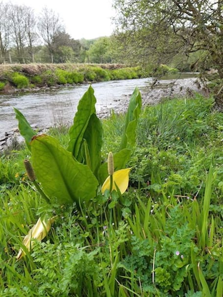 Skunk cabbage has been found in the upper Wye catchment