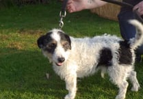 Six-year ban for cruelty to dog