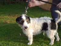 Six-year ban for cruelty to dog