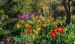 Gardeners can see spring colour