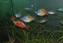 Zoo re-homes rare fish