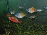 Zoo re-homes rare fish