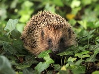 Winter concern about hedgehogs