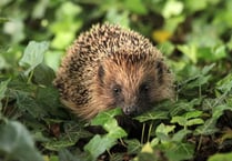Winter concern about hedgehogs