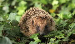 Winter concern about hedgehogs