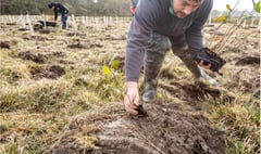 Volunteers are needed to help plant 6,000 trees on Exmoor