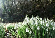 Snowdrop Valley in bloom