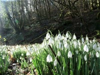 Snowdrop Valley in bloom