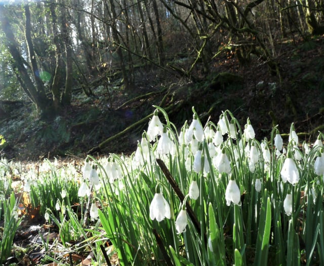Snowdrop Valley in bloom