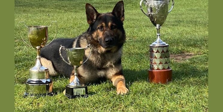 Ash the police dog