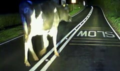 Can you moo-ve along? Cow blocks police car path near Taunton