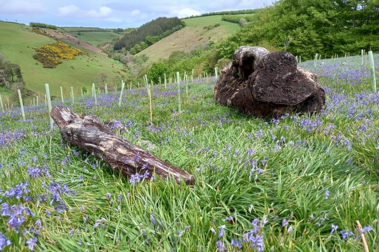 Bluebells on Exmoor