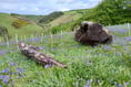 Bye Wood bluebells hint at ancient past 