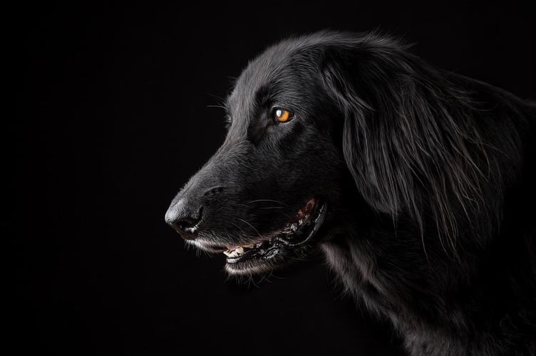 A flat coat retriever (Stock photo)