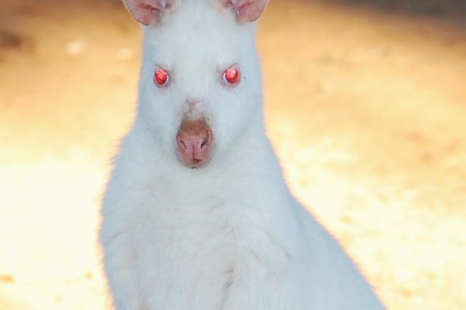  white wallaby
