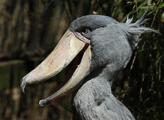 Exmoor Zoo new arrival a Shoebill