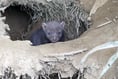 Baby bush dogs steal the show at Exmoor zoo