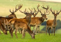 Shooting rule changes on cards as deer numbers rise