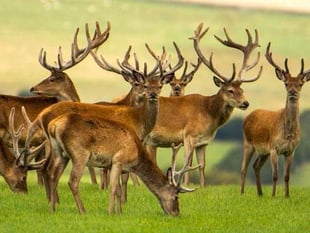Shooting rule changes on cards as deer numbers rise