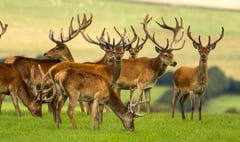 Shooting rule changes on cards as deer numbers rise