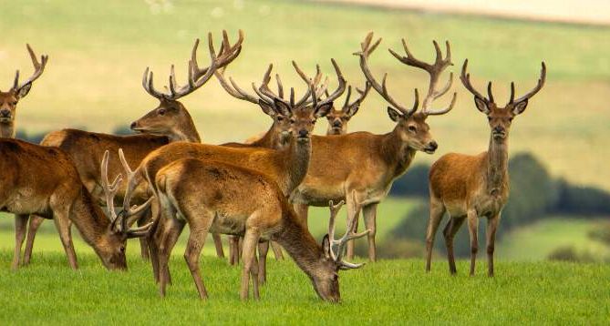 Shooting rule changes on cards as deer numbers rise
