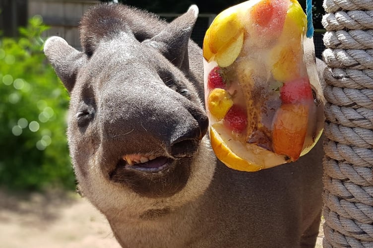 Indra the tapir with her fruity ‘lolly’