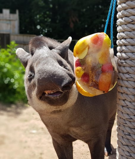 Indra the tapir with her fruity ‘lolly’