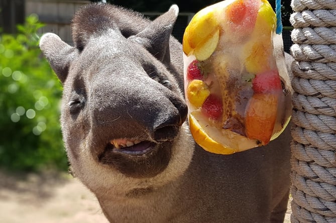 Indra the tapir with her fruity ‘lolly’