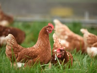 Bird flu restrictions imposed across Somerset West and Taunton 
