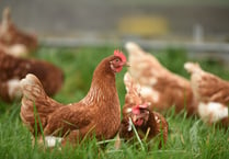 Bird flu restrictions imposed across Somerset West and Taunton 