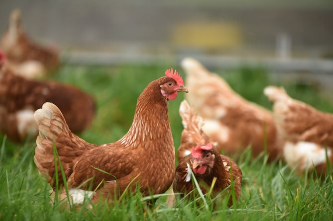 Bird flu restrictions have been imposed in the South-West