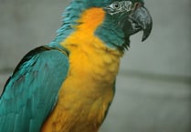 Zoo takes action over ‘seriously worrying’ bird flu epidemic
