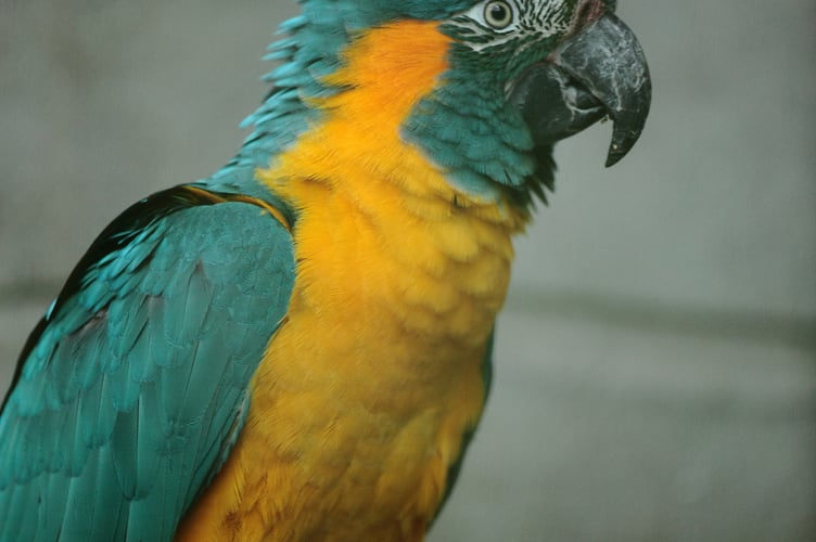 The bird flu outbreak is “very worrying” for Exmoor Zoo