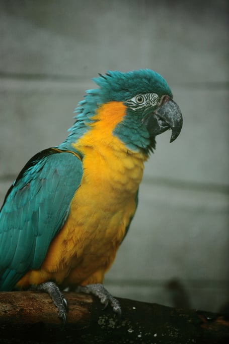 The bird flu outbreak is “very worrying” for Exmoor Zoo