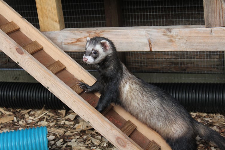 The rescued polecat