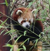 Red pandas at Exmoor Zoo