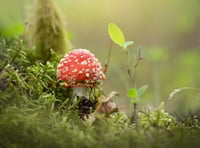 Can you help wildlife trust by going fungi spotting?